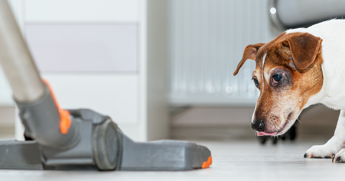 Why Are Puppies Scared Of Vacuums